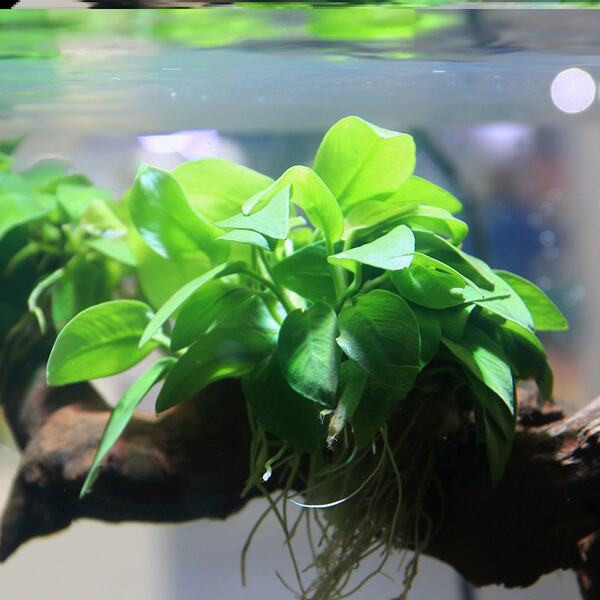 Plantă artificială pentru decorare - mai multe modele