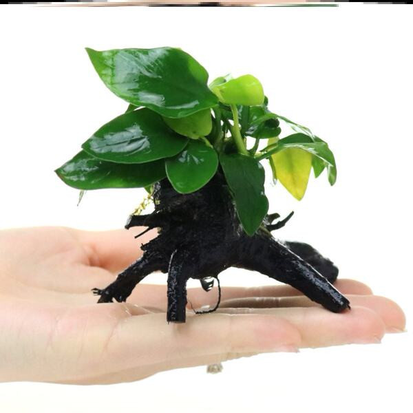 Plantă artificială pentru decorare - mai multe modele