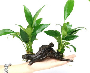 Διακοσμητικό φυτό - για το ενυδρείο