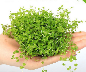 Διακοσμητικό φυτό - για το ενυδρείο