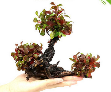 Διακοσμητικό φυτό - για το ενυδρείο