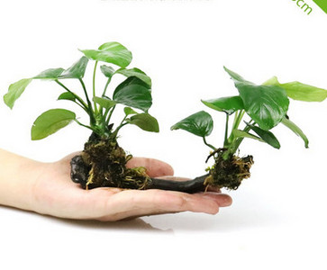 Διακοσμητικό φυτό - για το ενυδρείο