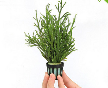 Διακοσμητικό φυτό - για το ενυδρείο