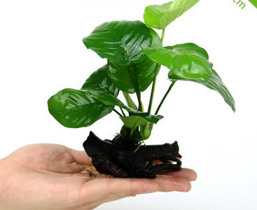 Διακοσμητικό φυτό - για το ενυδρείο