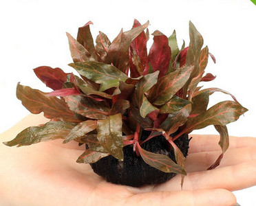 Διακοσμητικό φυτό - για το ενυδρείο