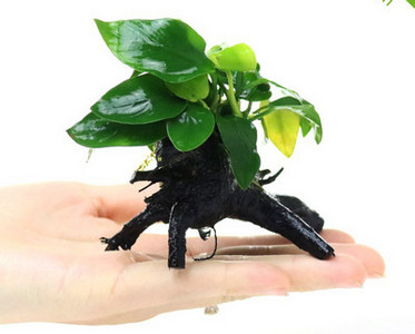 Διακοσμητικό φυτό - για το ενυδρείο