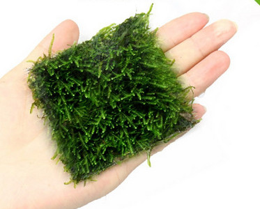 Διακοσμητικό φυτό - για το ενυδρείο