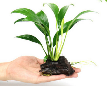 Διακοσμητικό φυτό - για το ενυδρείο