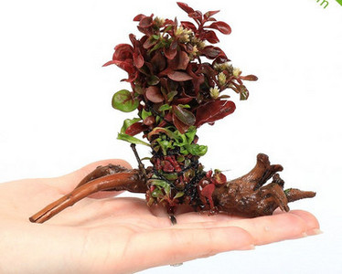 Διακοσμητικό φυτό - για το ενυδρείο