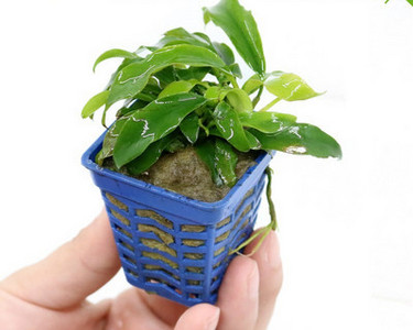 Διακοσμητικό φυτό - για το ενυδρείο