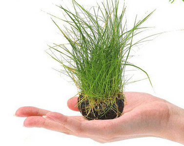 Διακοσμητικό φυτό - για το ενυδρείο