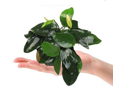 Διακοσμητικό φυτό - για το ενυδρείο