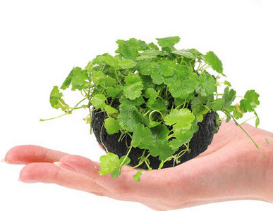 Διακοσμητικό φυτό - για το ενυδρείο