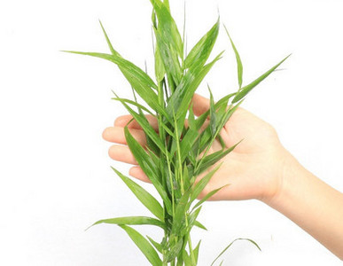 Διακοσμητικό φυτό - για το ενυδρείο