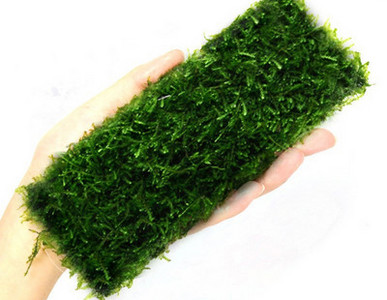 Διακοσμητικό φυτό - για το ενυδρείο