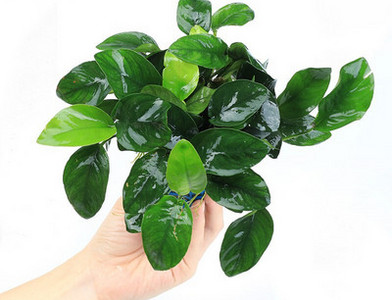 Διακοσμητικό φυτό - για το ενυδρείο