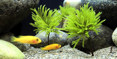 Διακοσμητικό φυτό - για το ενυδρείο