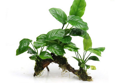 Διακοσμητικό φυτό - για το ενυδρείο