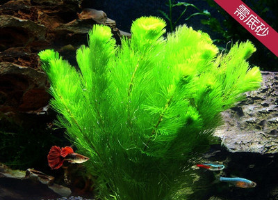 Διακοσμητικό φυτό - για το ενυδρείο