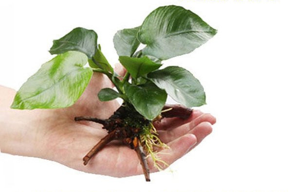 Διακόσμηση φυτών για το ενυδρείο