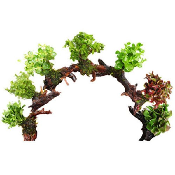 Διακόσμηση φυτών για το ενυδρείο