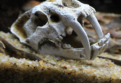 Akvaariumi kaunistamine