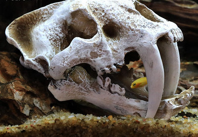 Akvaariumi kaunistamine