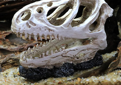 Akvaariumi kaunistamine