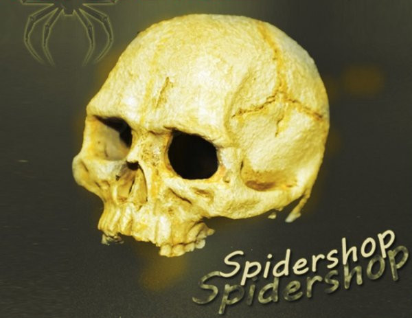 Akvaariumi kaunistamine