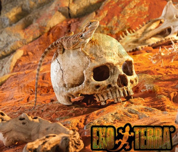 Akvaariumi kaunistamine