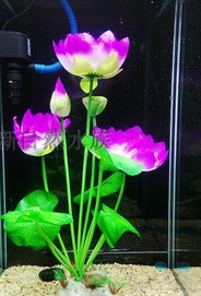 Taimed akvaariumi kaunistamiseks