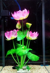 Taimed akvaariumi kaunistamiseks