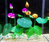 Taimed akvaariumi kaunistamiseks