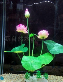 Taimed akvaariumi kaunistamiseks