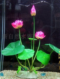 Taimed akvaariumi kaunistamiseks