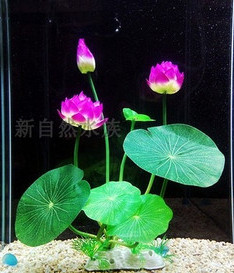 Taimed akvaariumi kaunistamiseks