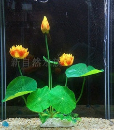 Taimed akvaariumi kaunistamiseks