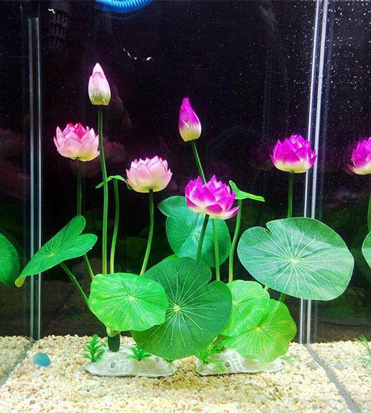 Taimed akvaariumi kaunistamiseks