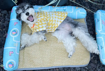 Лятна постелка за кучета  с  възглавничка