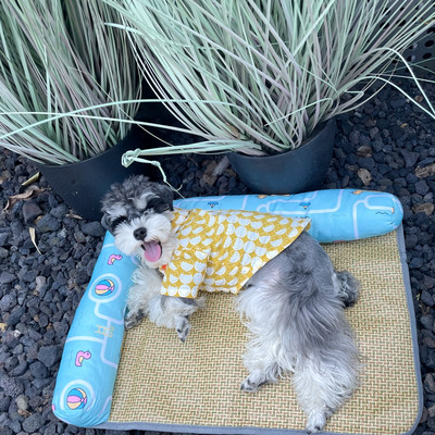 Лятна постелка за кучета  с  възглавничка