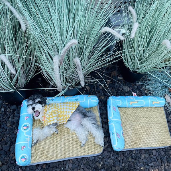 Лятна постелка за кучета  с  възглавничка