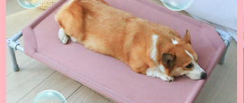 Лятно кучешко легло тип шезлонг