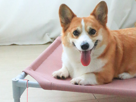 Лятно кучешко легло тип шезлонг