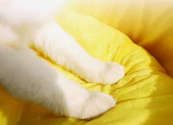 Текстилно кучешко легло