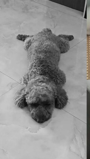 Лятна постелка за кучета с цветен десен