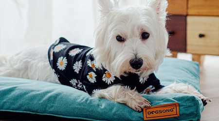 Текстилна възглавница за кучета