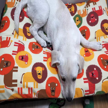 Υφασμάτινο μαξιλάρι για σκύλους