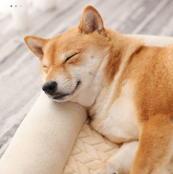 Плюшена постелка за кучета с възглавничка