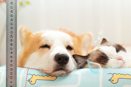 Лятна кучешка постелка с възглавница - няколко модела